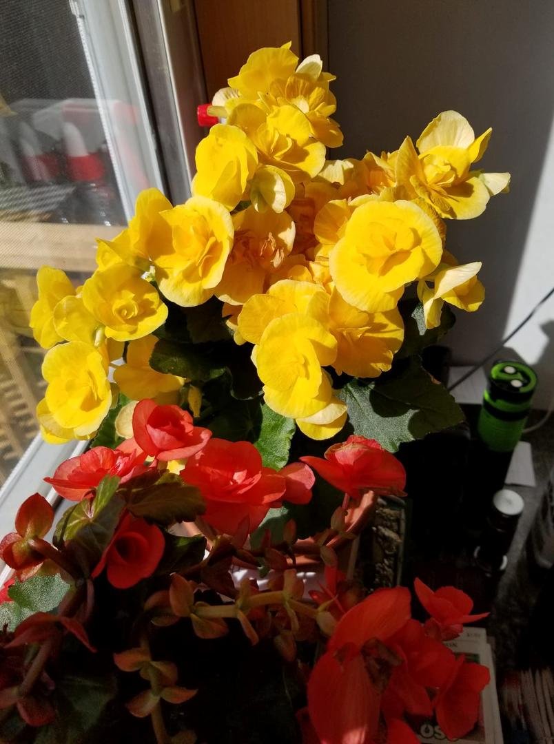 Our little Ray's of sunshine brightens the day