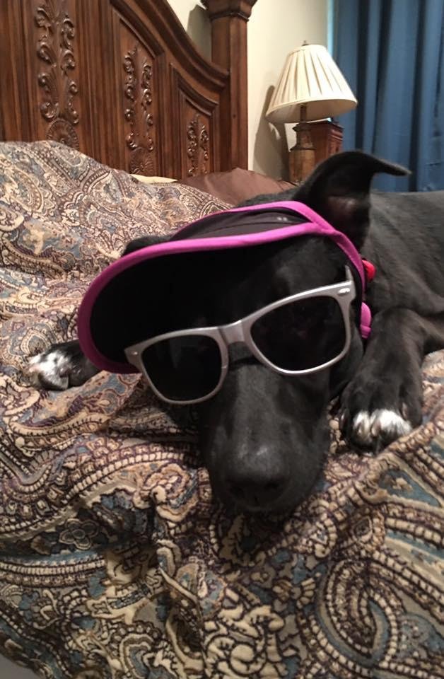 Roxie is Chillen after a hard day of playing.
Now 9 months old and getting big.
Now 58 lbs.