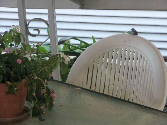 My resident Hummy who chose the chair today instead of his usual perch! He spends every day on my front patio and runs off any other hummingbirds. He tolerates the bigger birds, as long as they stay at their end of the pati