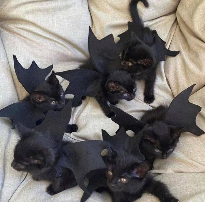 Black Bat Kitties!