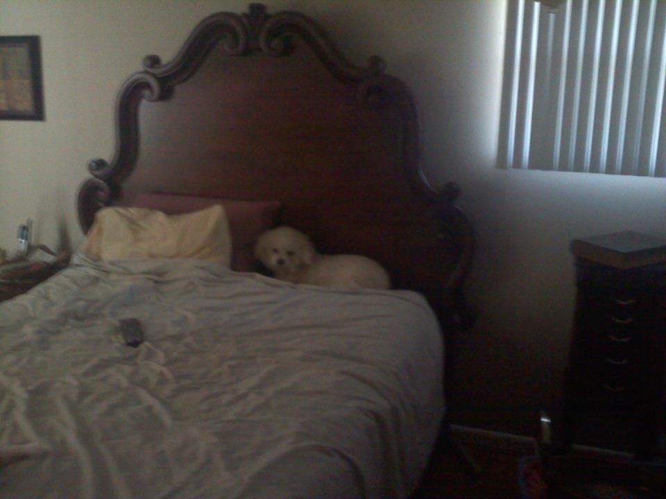 My Hanna laying in my nef