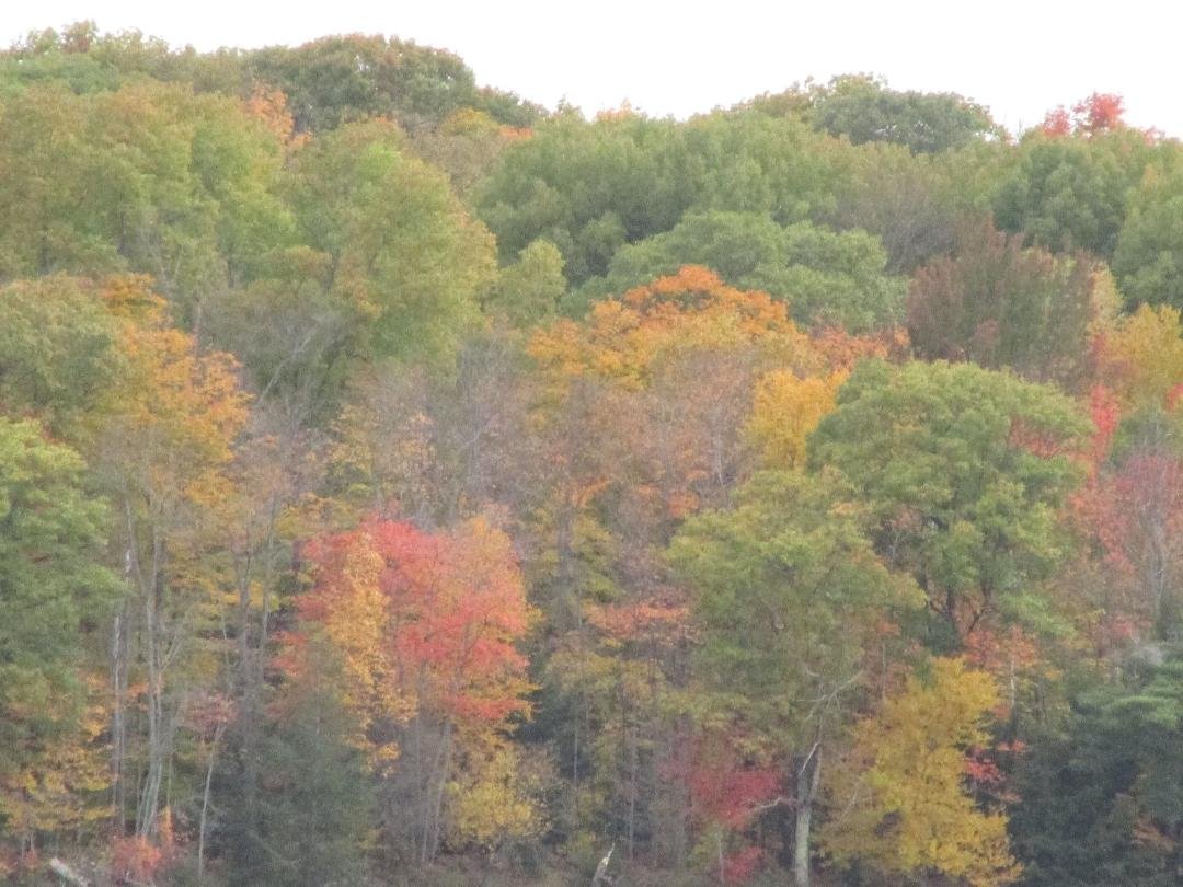 Michael Doyle's album, Muskoka in the Fall