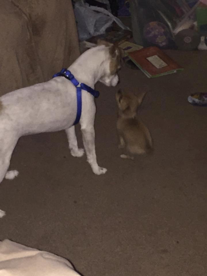 JackieO's new friend!  And she didn't even try to eat her,,,,lol