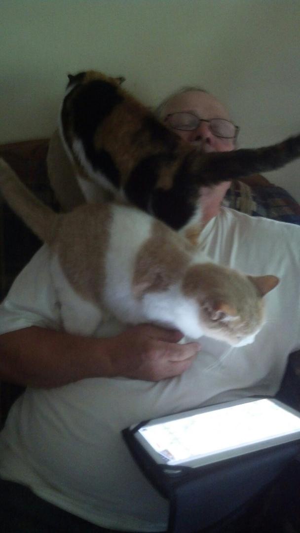 Techy cats