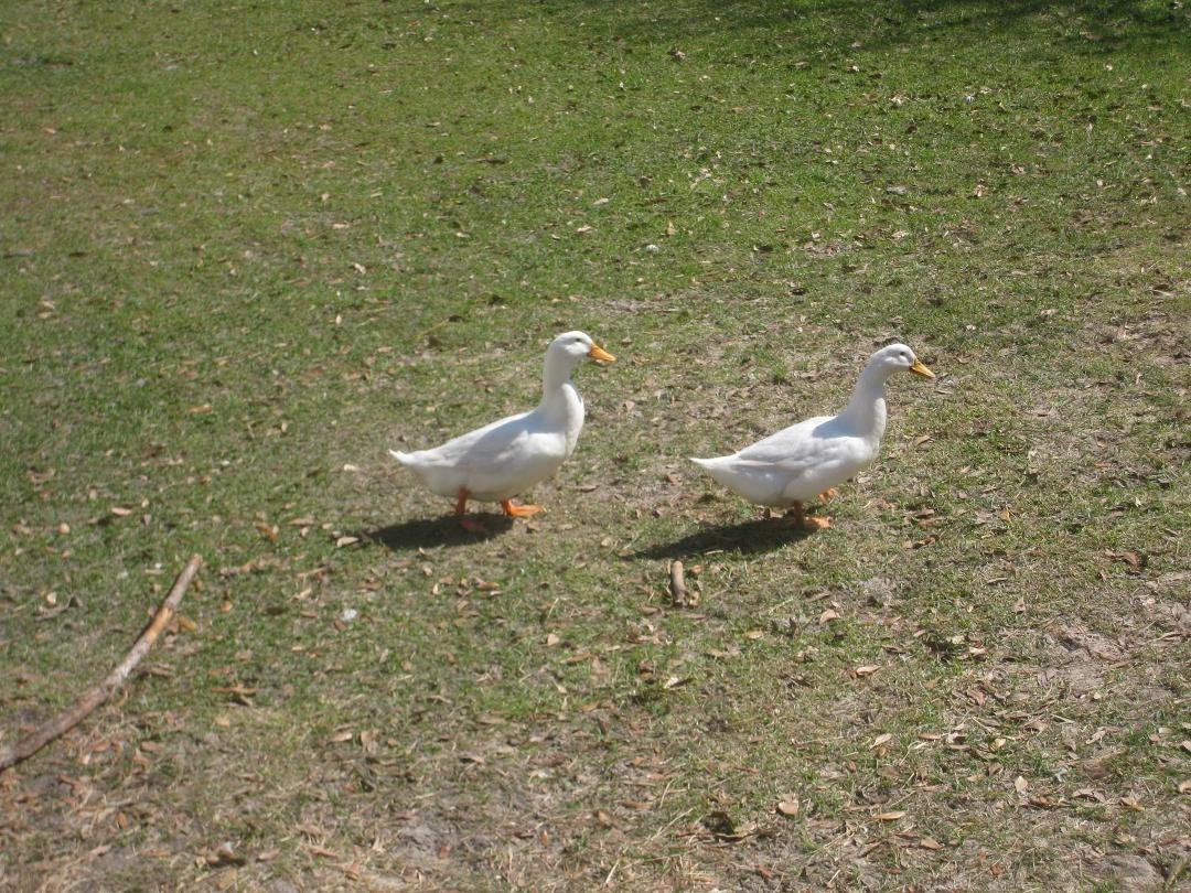 Little ducky dudles