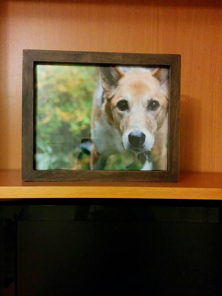 I'v got Molly back with me again too, thanks so much Jennifer Anne and Kevin Wiens!
