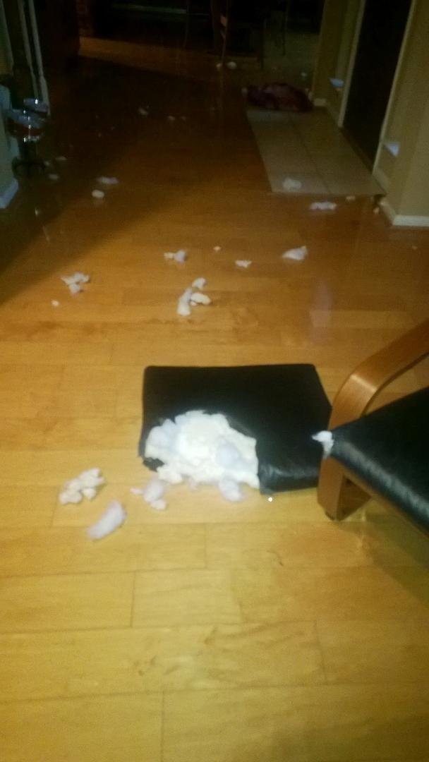 The joy of owning a puppy...