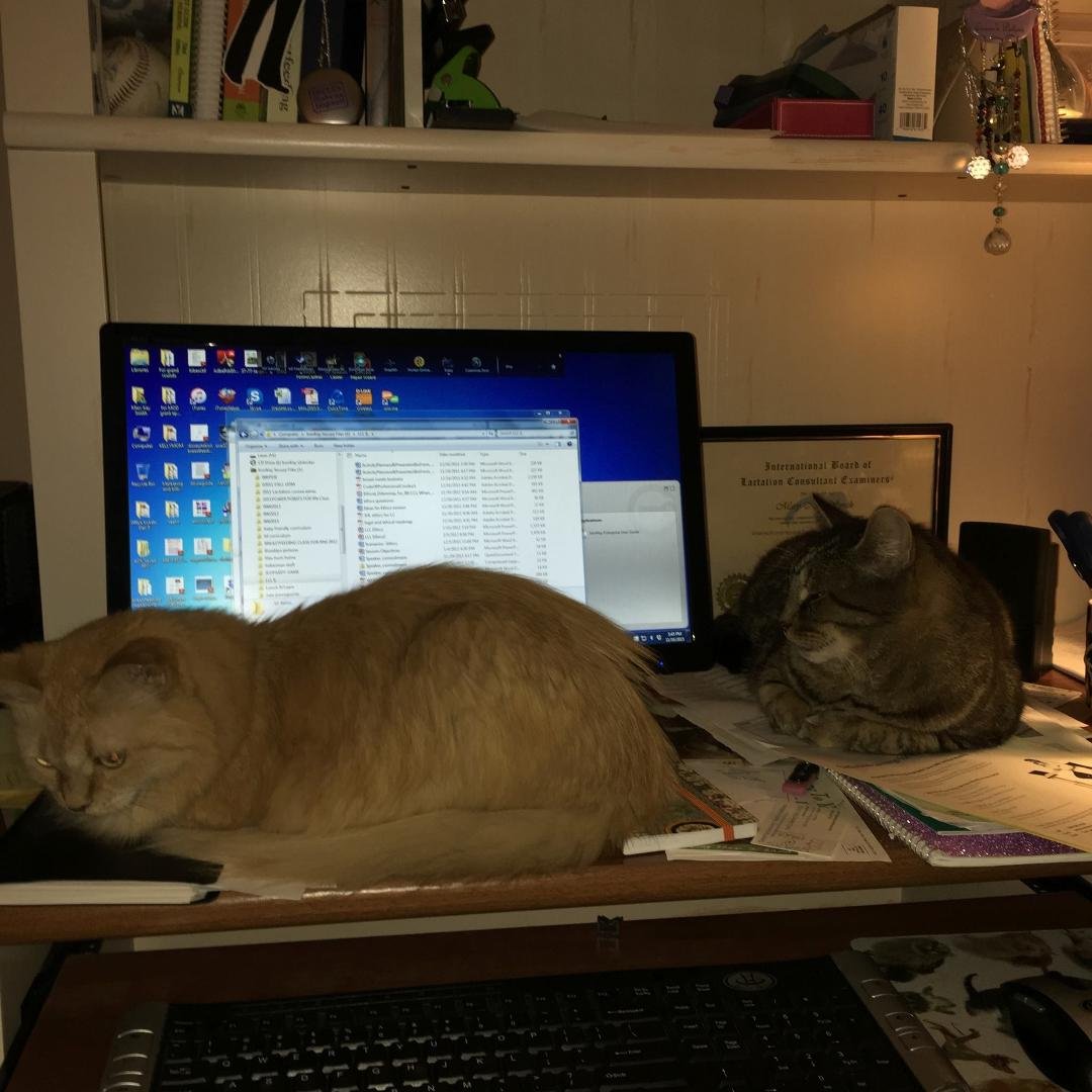 How can I get any work done with these two on my desk?