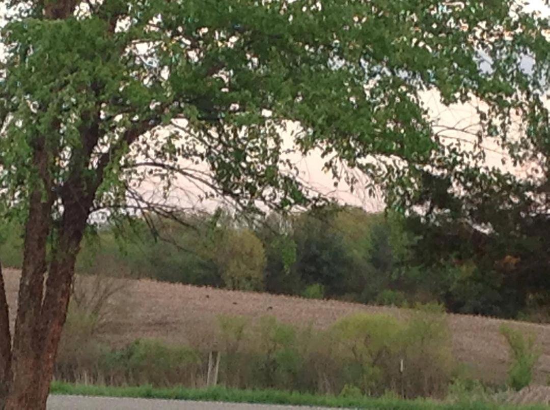 Turkey in the field across from cabin.