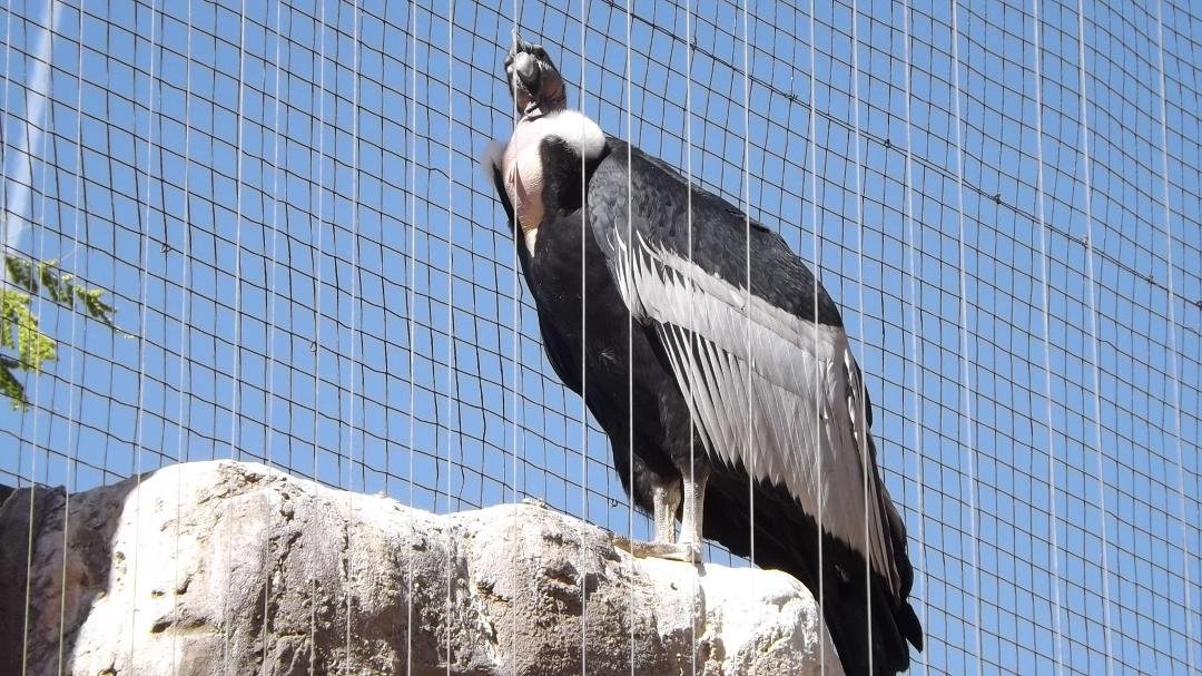 James H. Devall's album, ABQ Bio Zoo