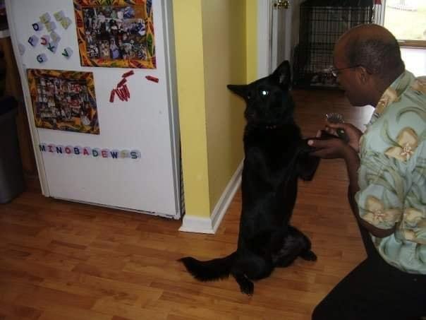 Who said IF dogs can talk