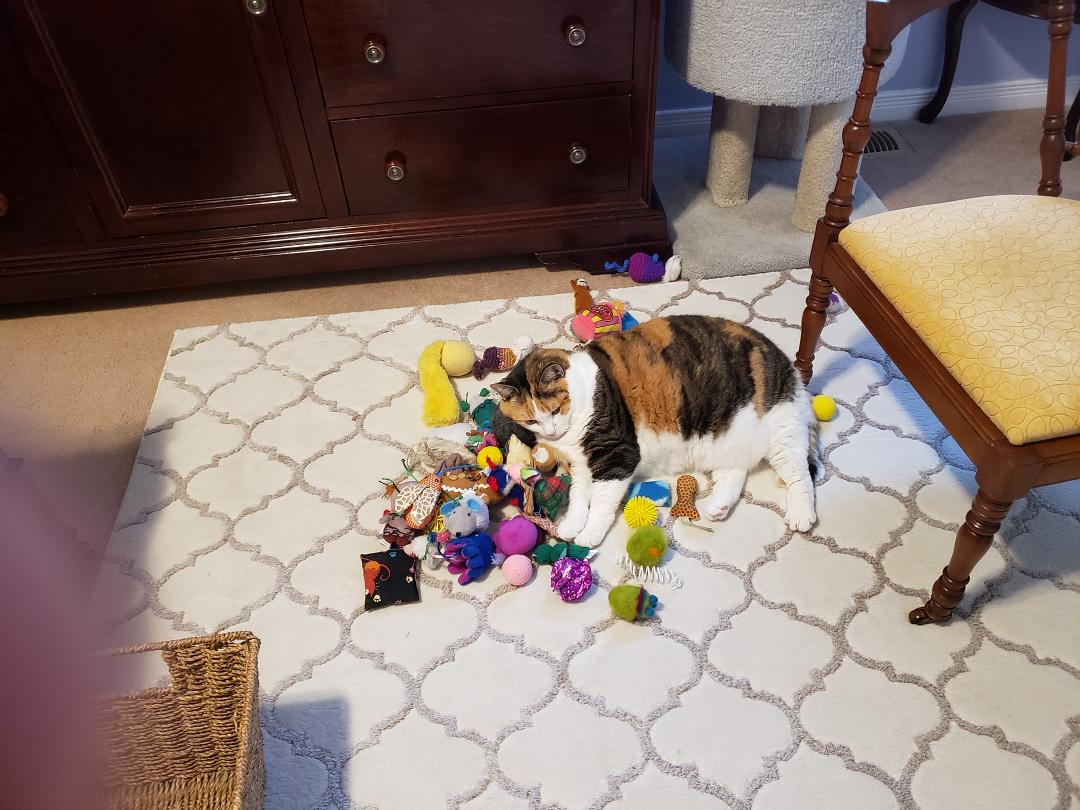 Lilyloo sleeps with her toys all the time
Haha