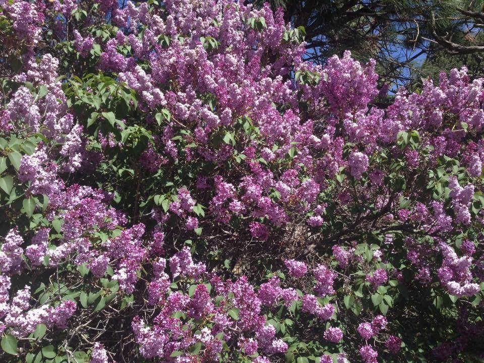 Good year for lilacs in our yard.