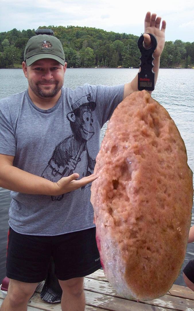 HAPPY PASSOVER - We all might enjoy this fish tomorrow evening.
***************************************************************
Largest Rare Gefilte Fish Caught in Wild
ATLANTA, GA - APRIL 1, 2015. As we are at the end of