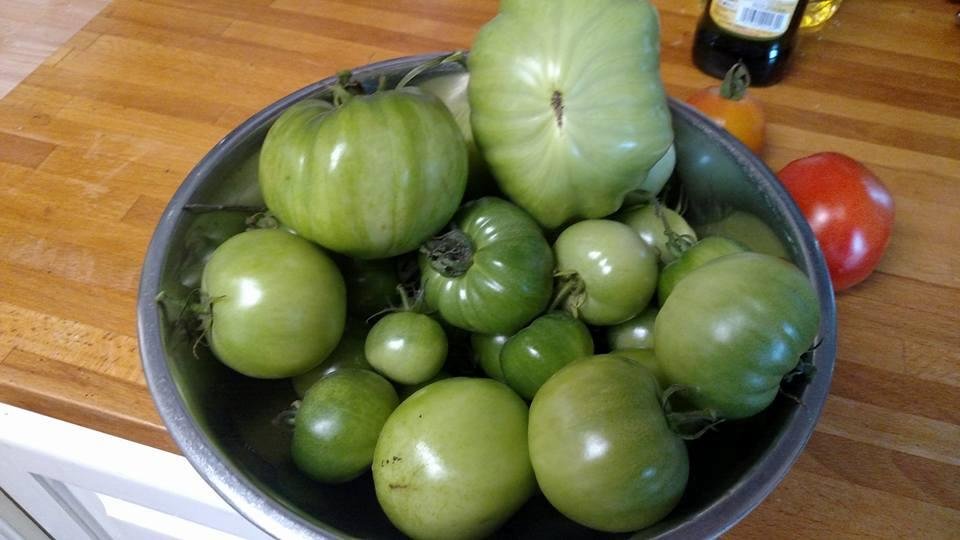 Green tomato pickles or fried green tomatoes?😀