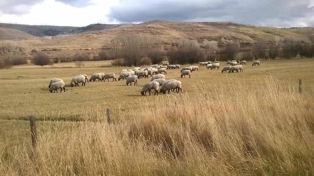 Hey what are ewes doing?