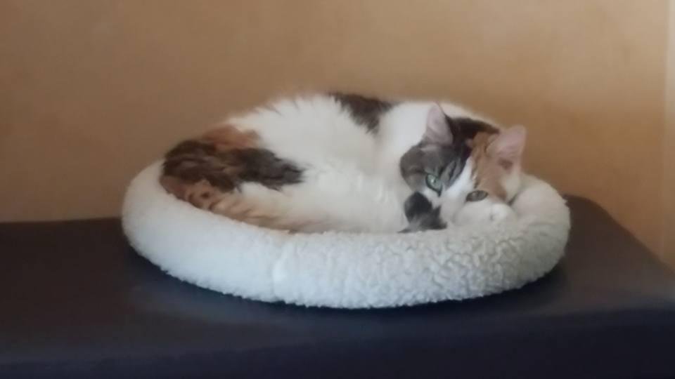 K.C. catlaxing in her little cat bed on a lazy Saturday afternoon.