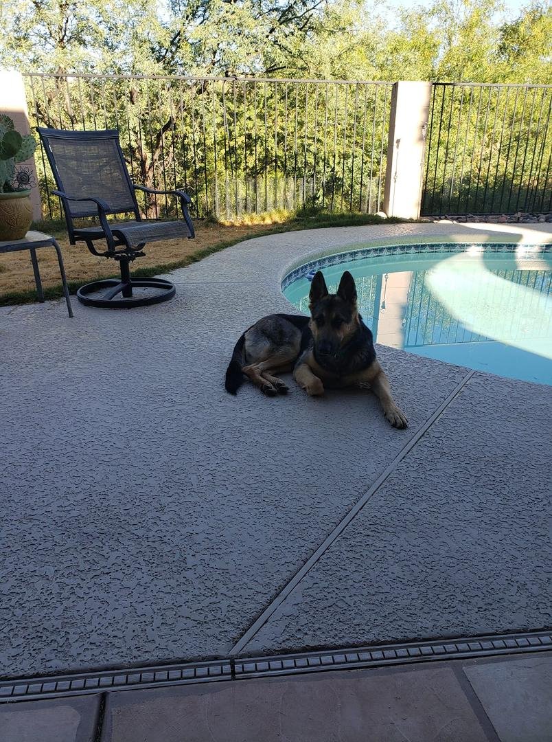 There's a new girl in town that lives at our house! She's a 4 month old Belgian German Shepherd She is a very good girl and gets along well with my 2 cocker spaniels. She's very much a watch dog and keeps the house safe fro