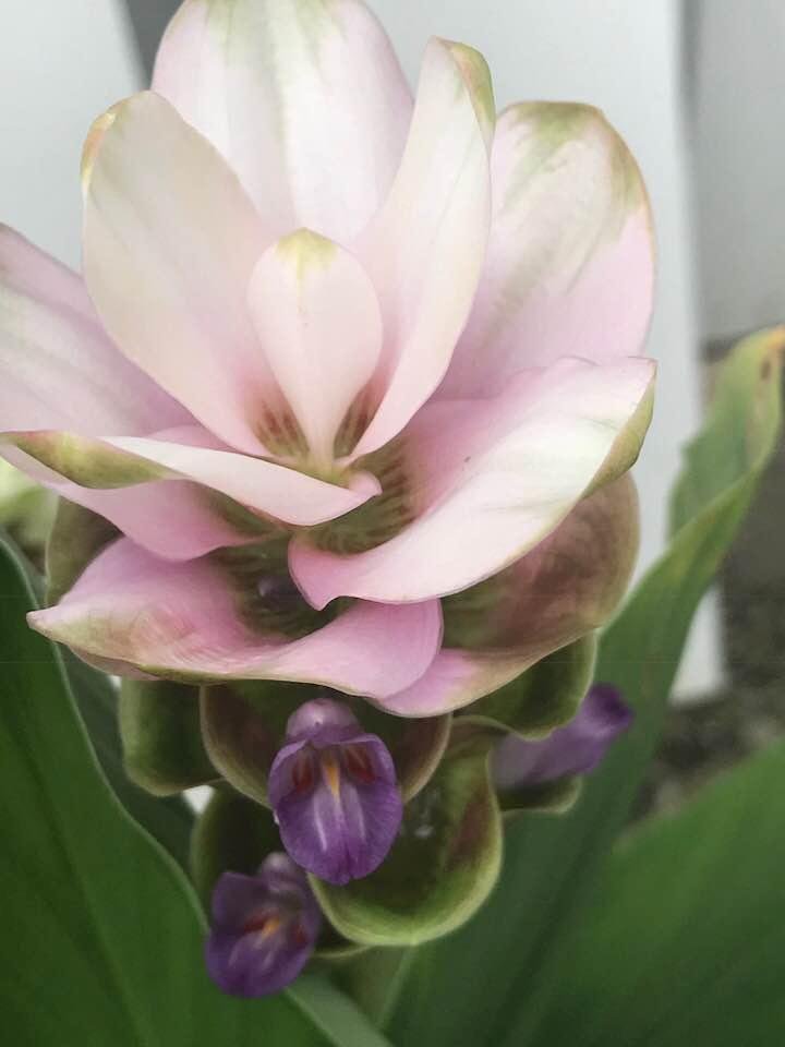 Such a beautiful flower !!!  A flower within a flower !!!!