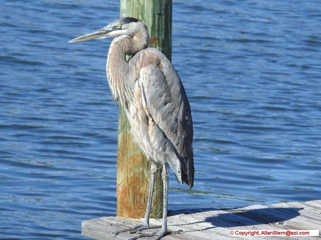 This beautiful Great Blue Heron perched on my dock the other day and let me approach withing about 8 feet to take photos.
(Satellite Beach FL, 17 Nov 2017)