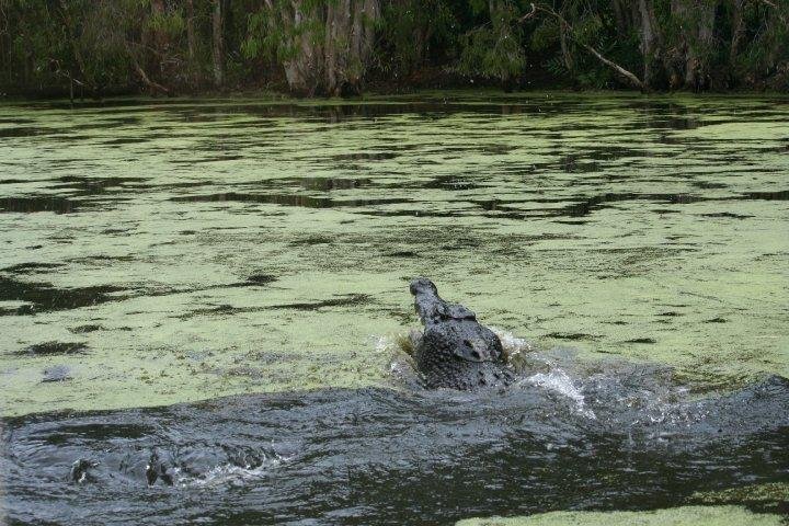 The crocodile was offered some chicken and ...