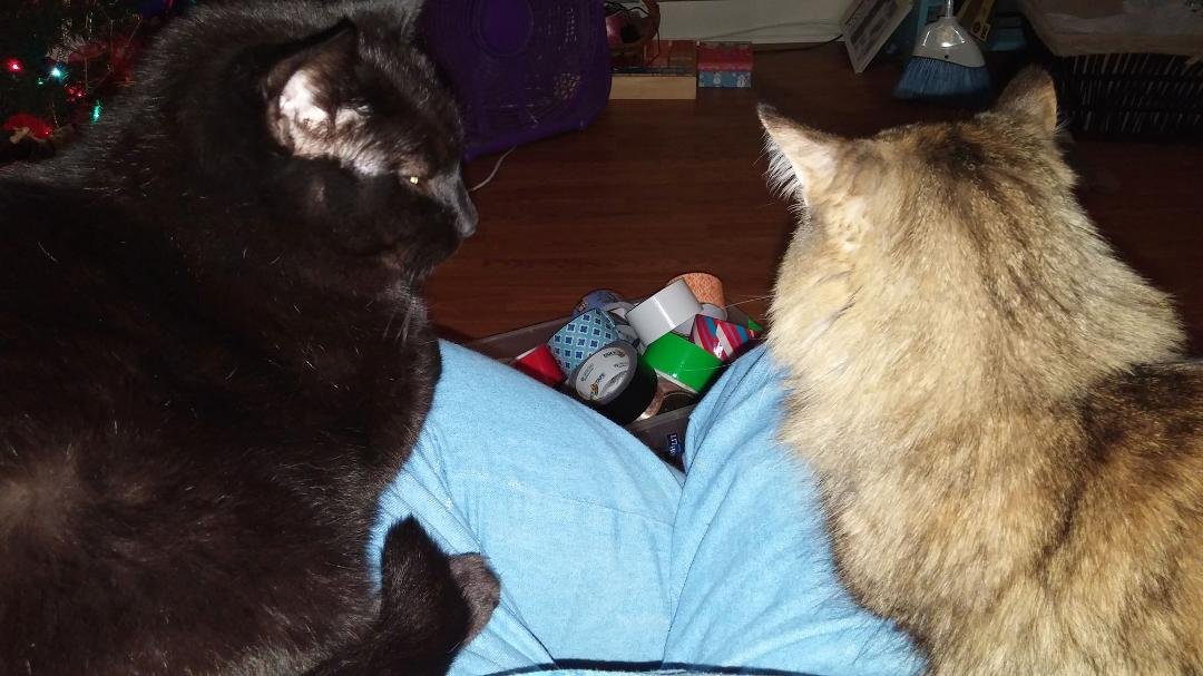 These two goofy thing hiss and spit at each other all the time, then they do this...lol!
