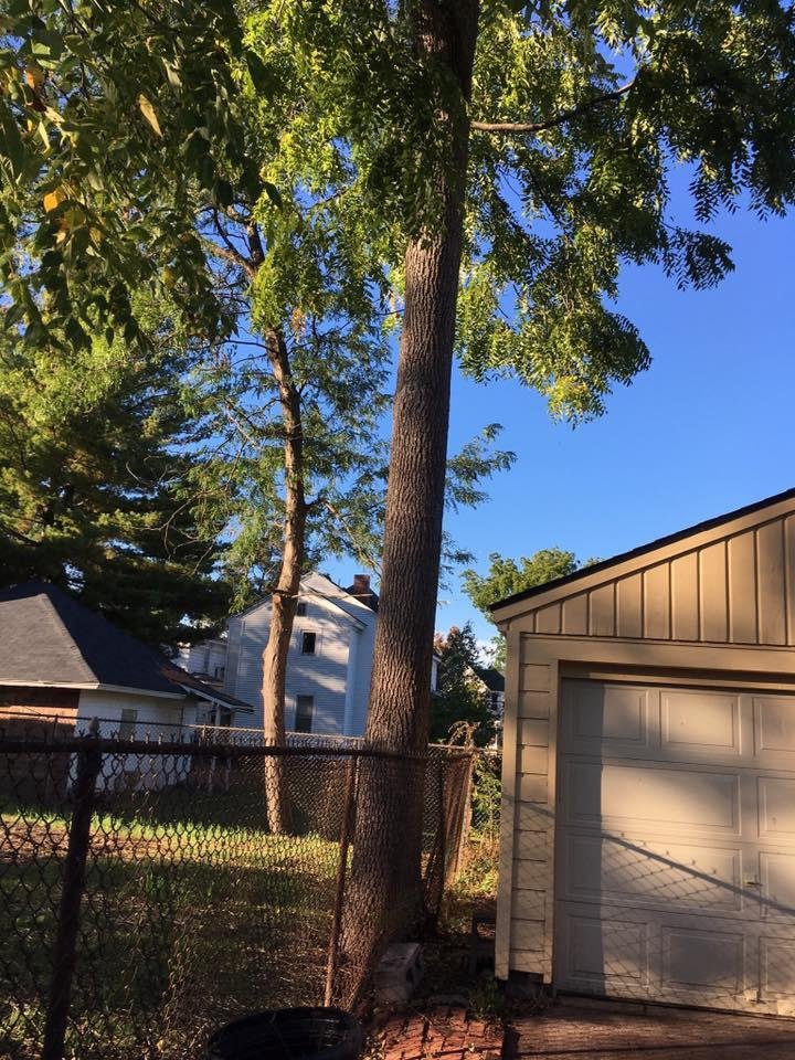 This is a black walnut tree in my neighbors yard. He is looking for someone to cut it down. And you can have the wood for free. Please message me if anyone is interested.