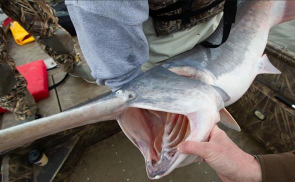 MDC reminds snaggers that paddlefish season begins March 15
Paddlefish snagging waters include Lake of the Ozarks, Truman Reservoir, and Table Rock Lake.
JEFFERSON CITY, Mo. -- Imagine catching a giant, prehistoric fish wh