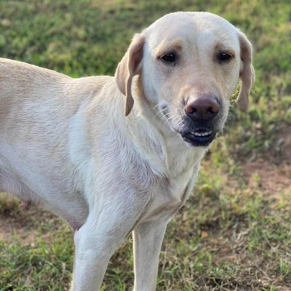 This is our new addition to our family. Her name is Athena---ZenaShe is a rescue from Lucky Lab and a real sweetheart