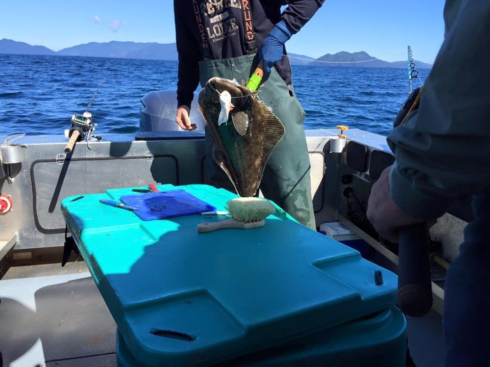 Salmon and halibut fishing in Alaska