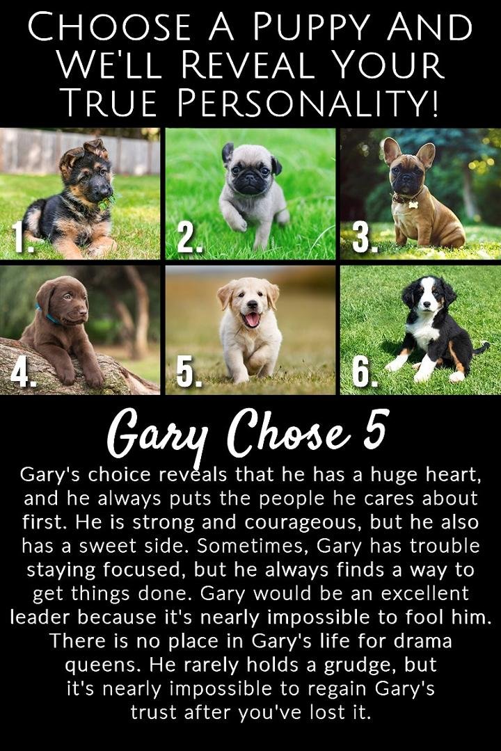 Interesting how mine is identical to the one for Jimmy L Young, even though I chose a different puppy!