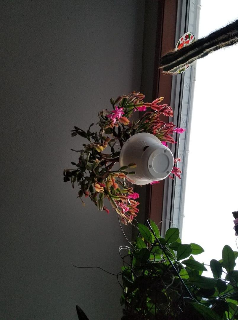 So Christmas cactus and Easter cactus this is blooming brings light and joy