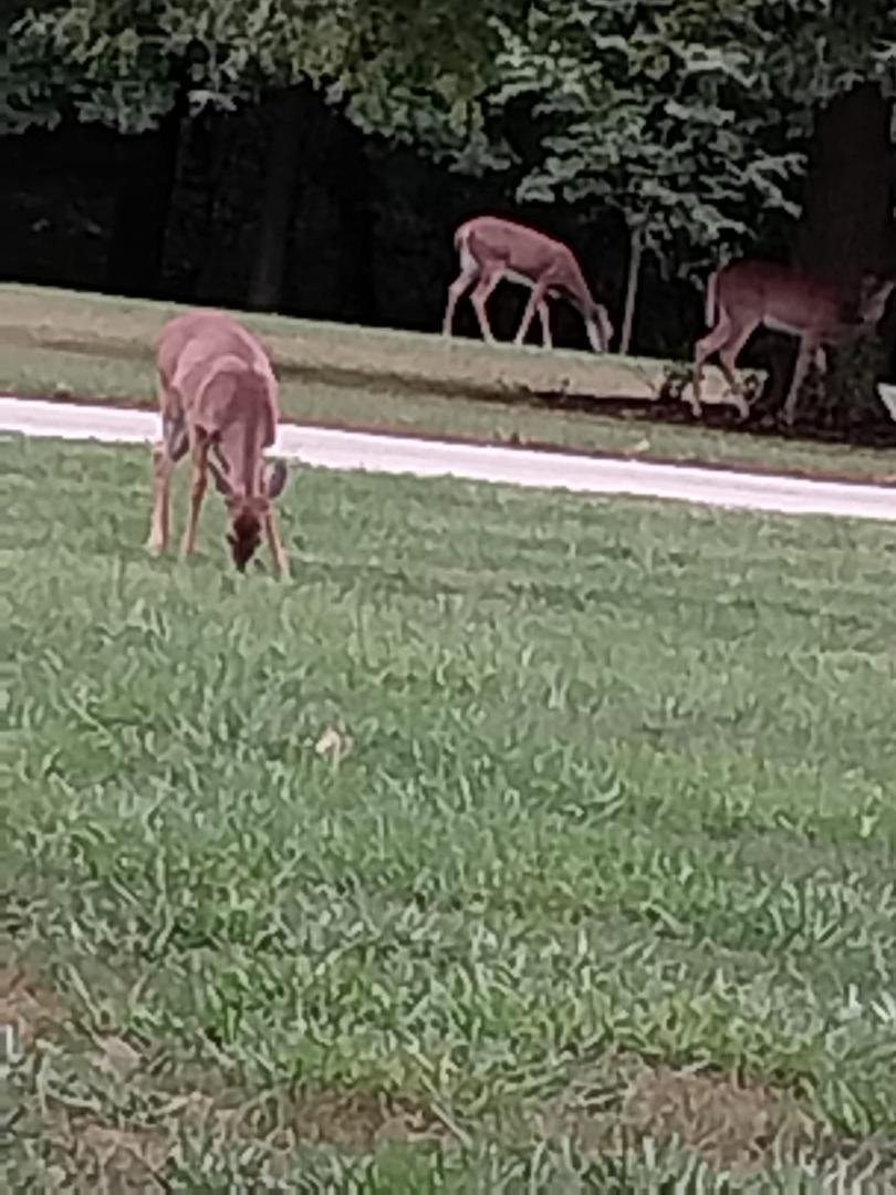 Our new neighbors ...