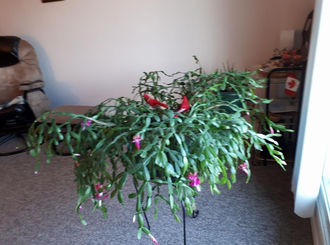 My Christmas cactus. 20 years ago I was given a 3 leaf slip. It has lots of buds. This plant is getting old and temperamental. The last few years it gives me blossoms at Christmas and then again at Easter but not full