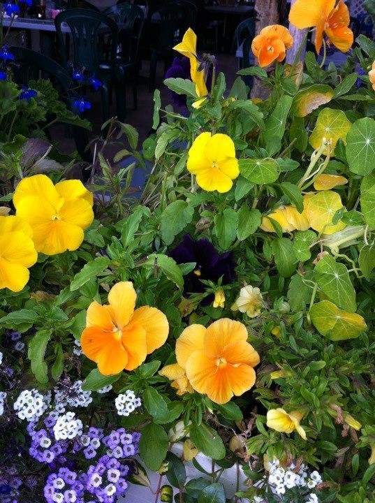 I love nasturtiums!