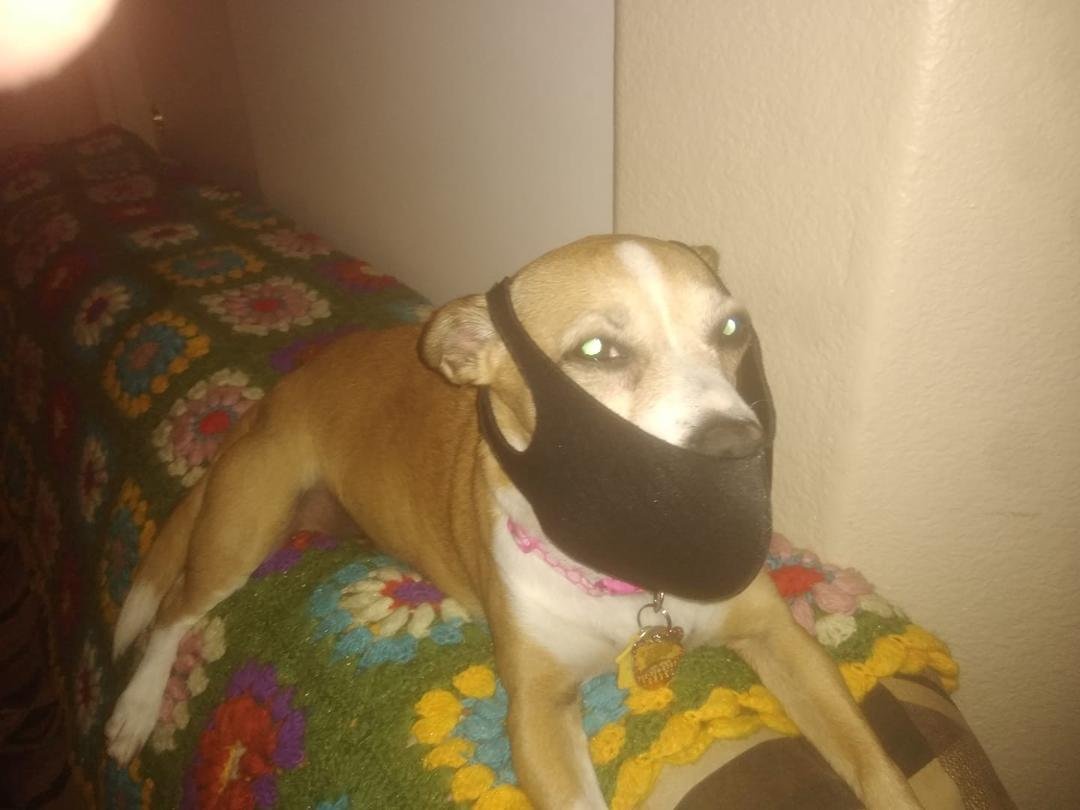 Now my Dog is giving me shit.