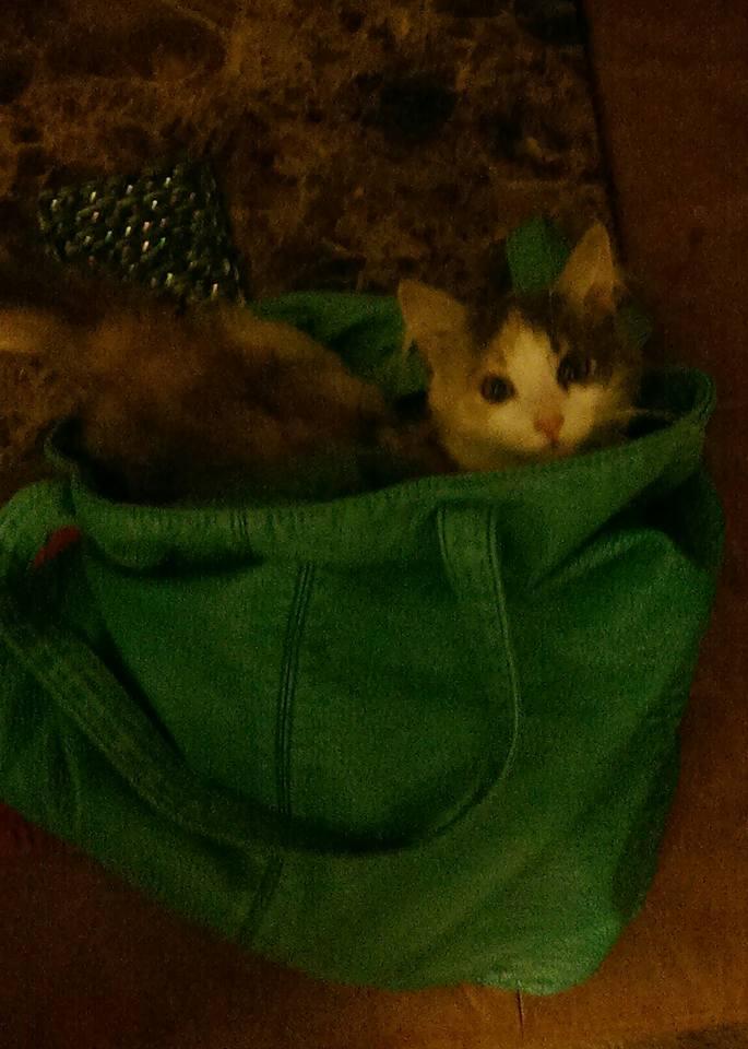 Look how cute my little Lucy is climbing in my purse thinking of surprises in there for her so adorable