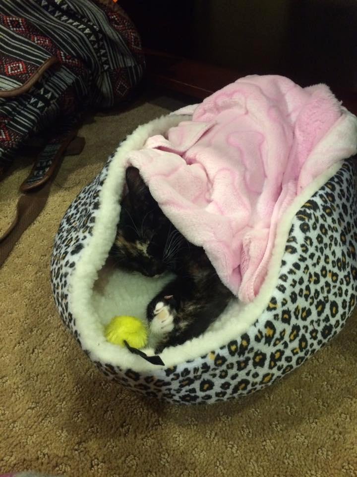 She loves her bed😊 she's so sleepy💤💤💤💤