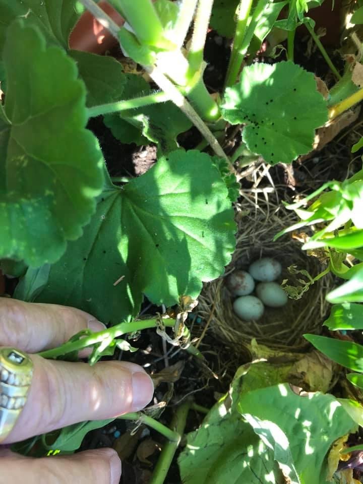 Little bird built a nest in my flower pot and now there’s 4 eggs in it 👍😁😁😁