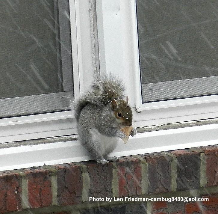 The other day when it snowed, I opened my door to take a look and I was greeted by a hungry little squirrel on my neighbor's window sill. Cute..Cute...Cute.
