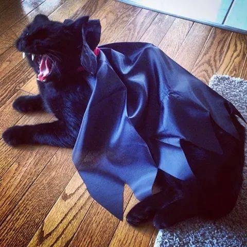 Best costume ever!!
