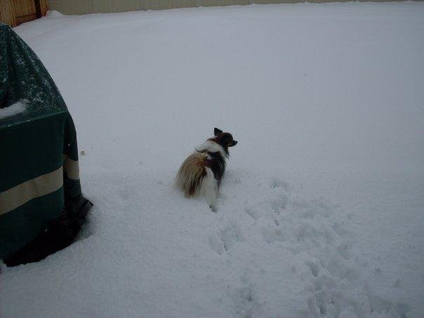 And it continues to snow! We had about 8-10 inches on Monday with the high of 19. We continued with cold temperatures through the week. Yesterday it started to snow again and now it continues to snow. Is this global warming?