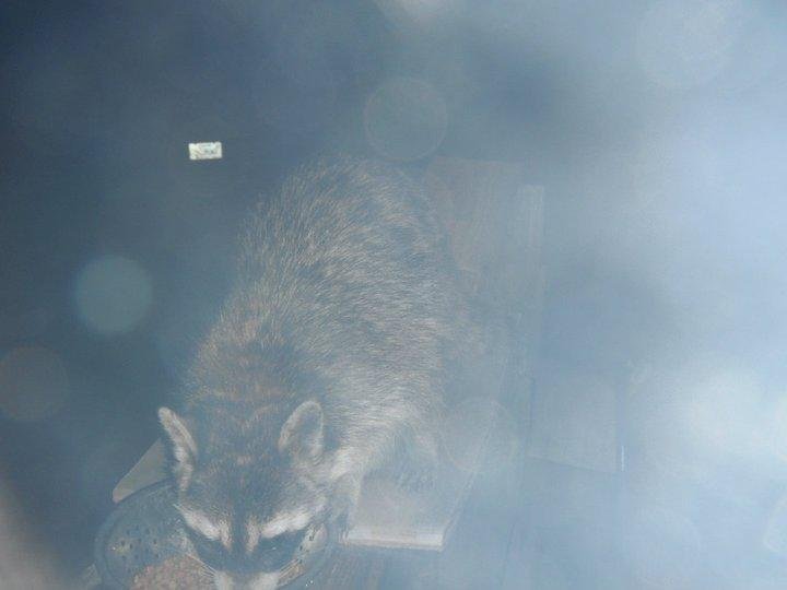 Susan Logan's album, coons and spider