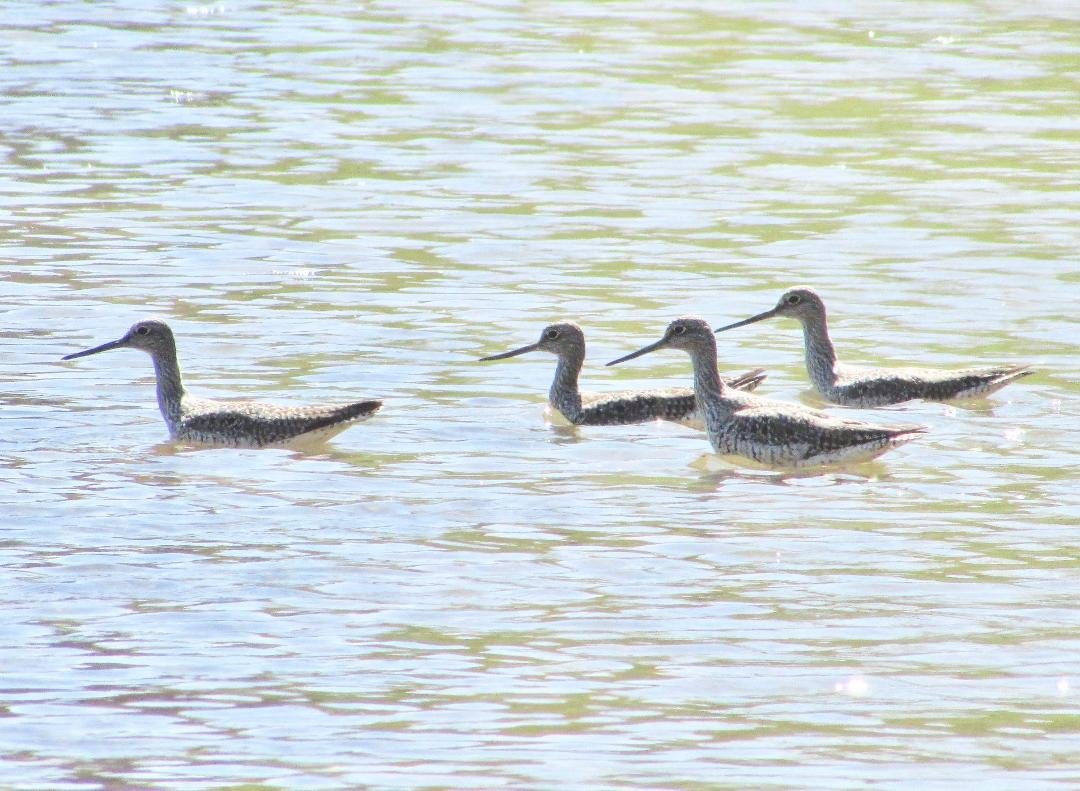 Four greater yellowlegs at Sugar Hollow in/near Bristol, VA.  (A fellow birder helped with me bird ID.  Thanks, birders, who are smarter than I am!)