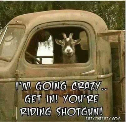 Love it! L O L let's go.......