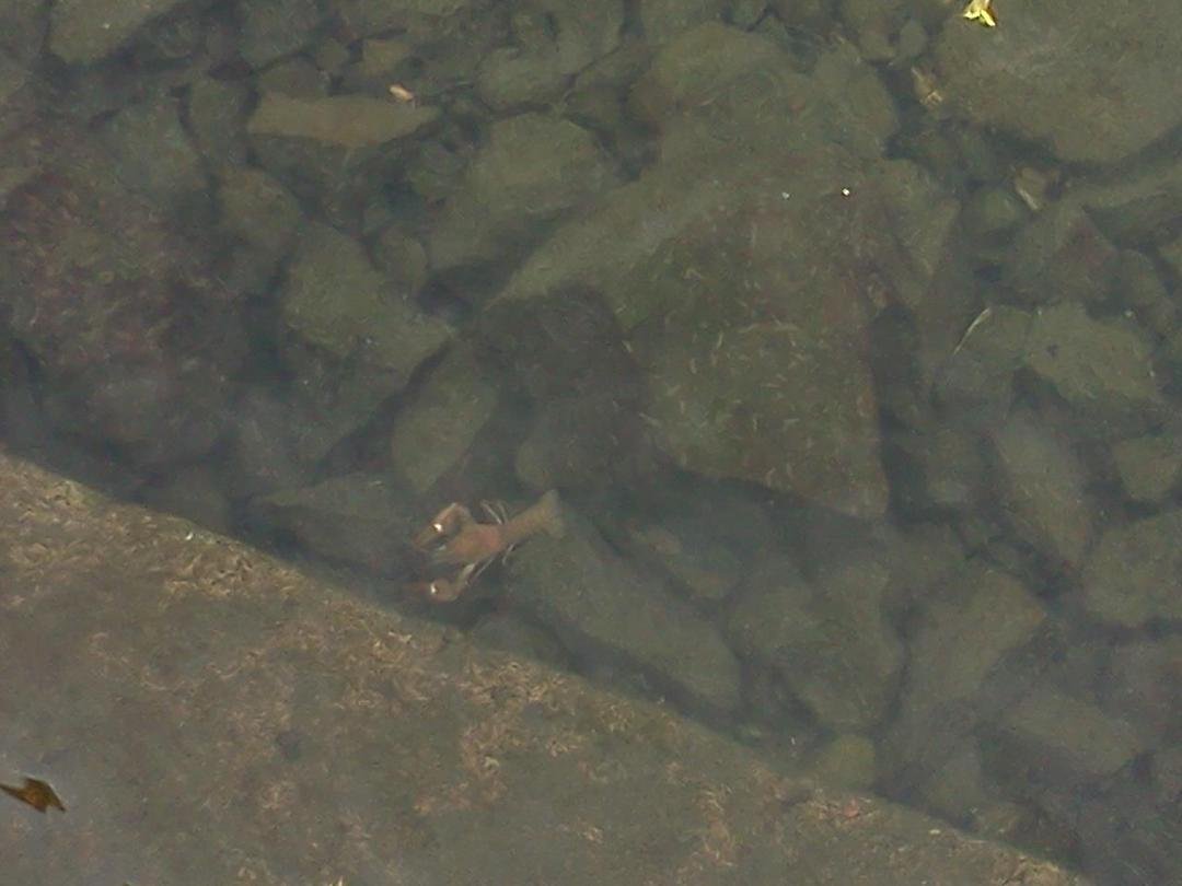 Crayfish in Spokane river...