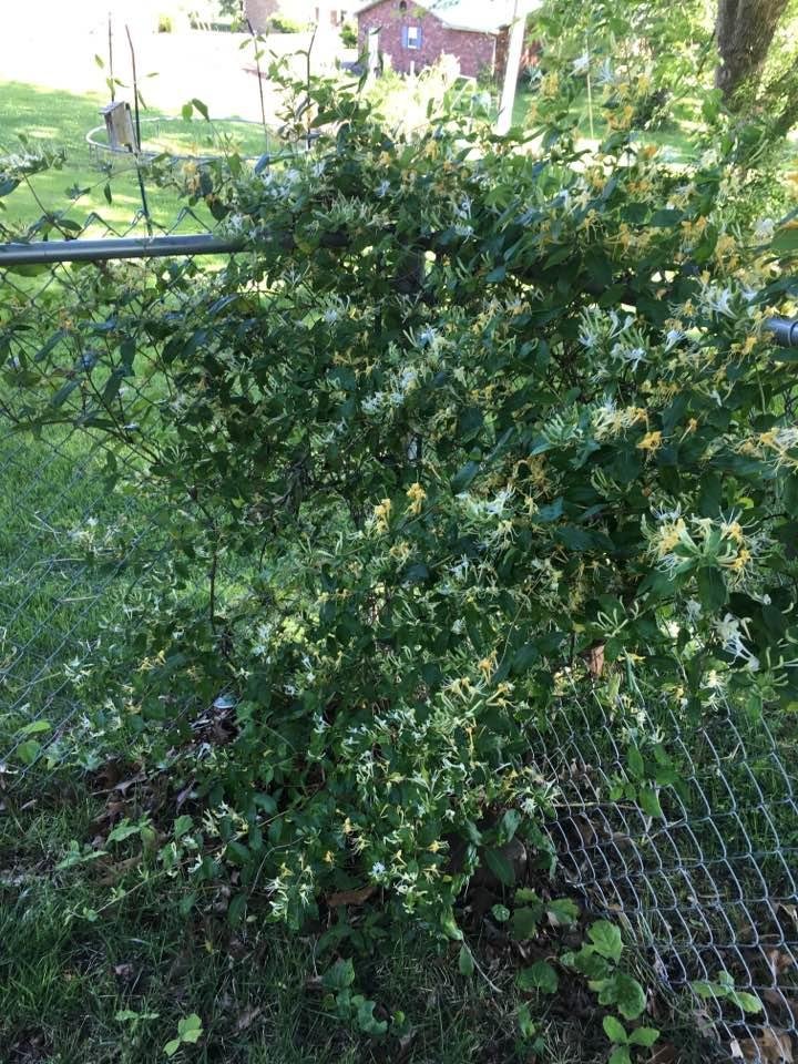 Thanks so much Phil and Charlotte Dieckhoff for the honeysuckle slip you gave us a couple years ago. It's thriving and the fragrance is wonderful this year.
