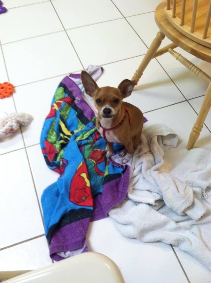Look who just turned 3 today!? Happy birthday, Nugget!