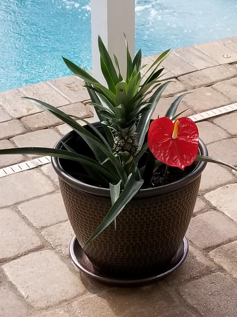 We planted this pineapple last week. It's so beautiful but I'm gonna eat it 😋