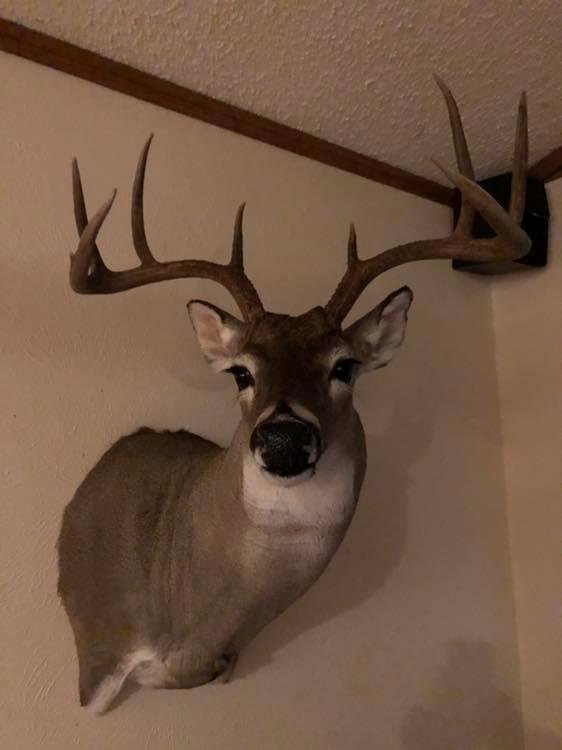 Got my deer back. Great job. Thanks Wesley Toten